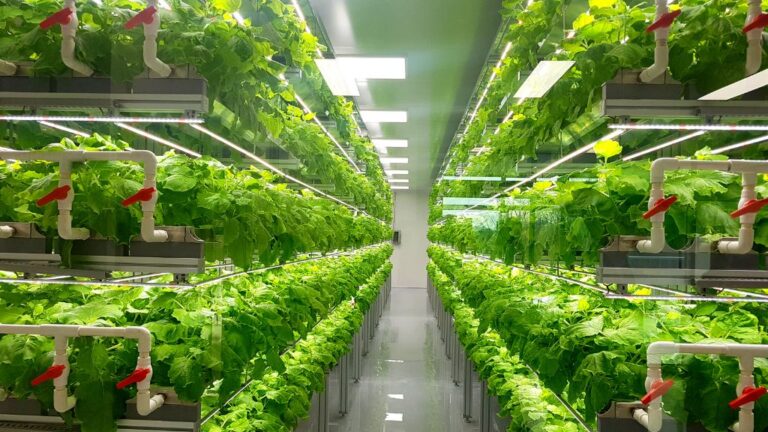 Vertical farming: between hope and hype?