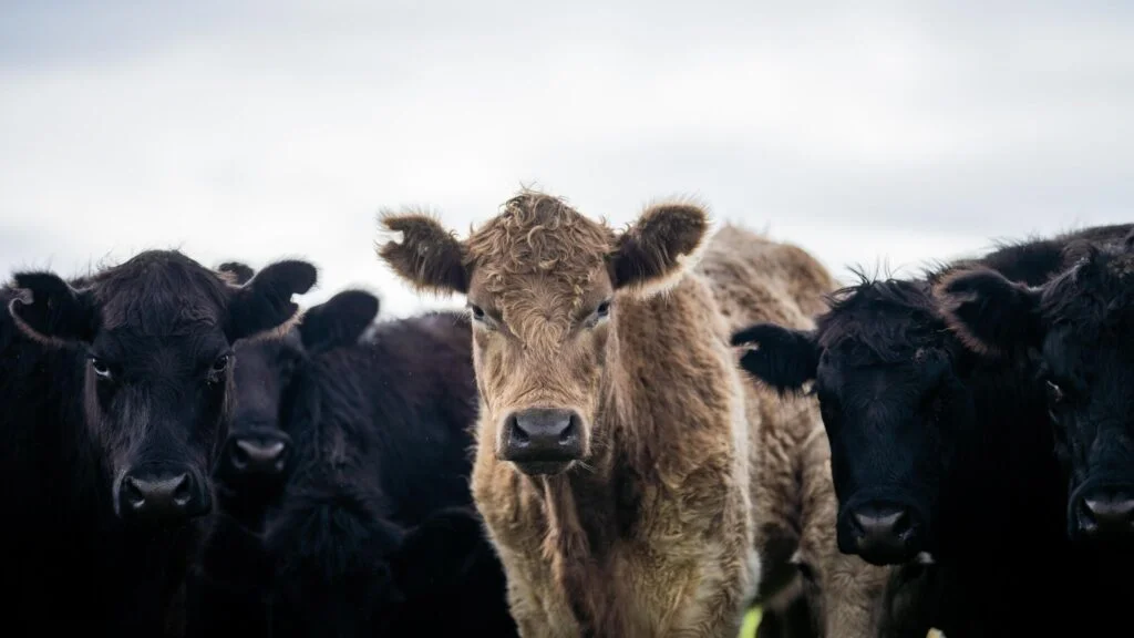 What Is Meat, Anyway? Lab-Grown Food Sets Off a Debate